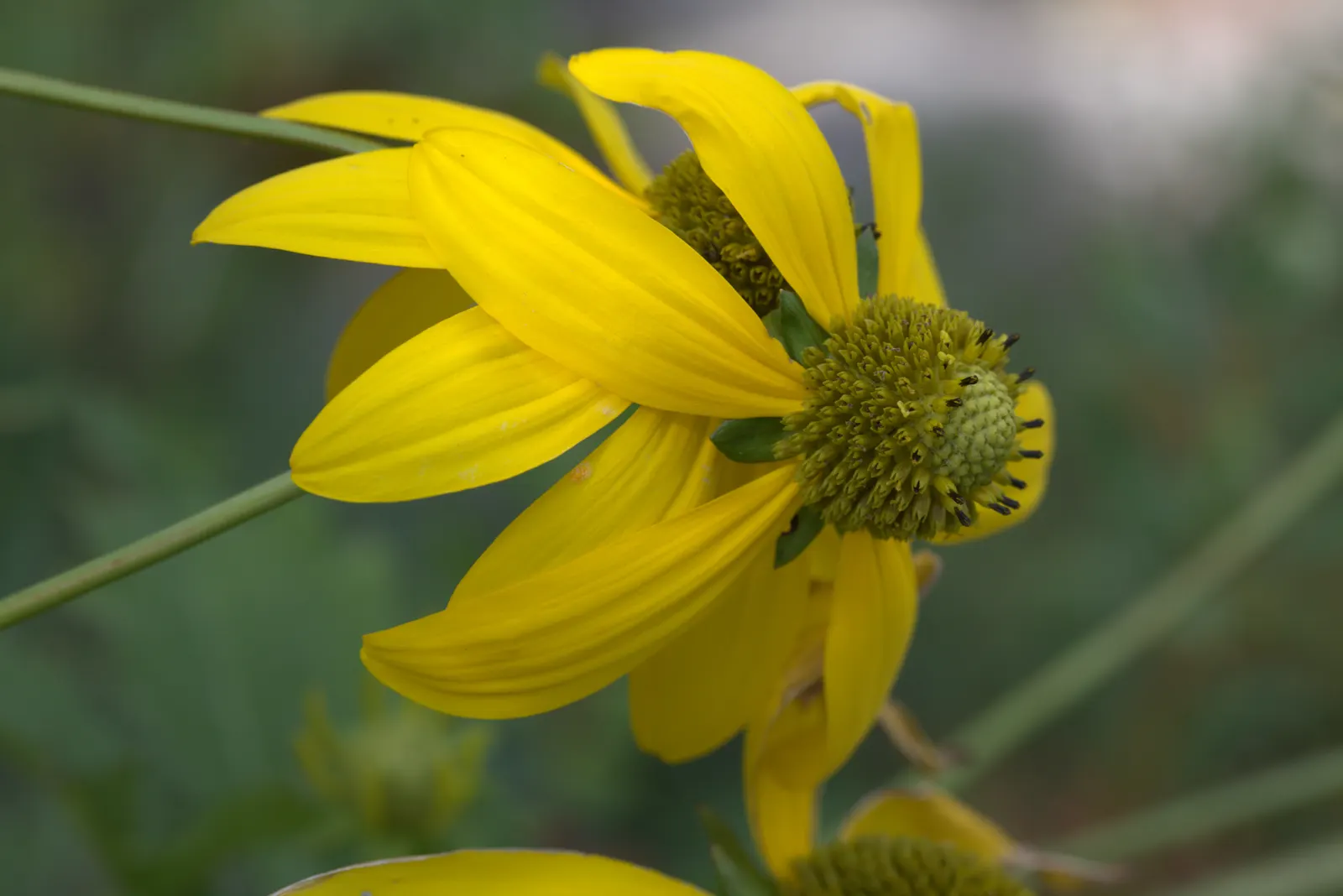 Cutleaf Coneflower (Rudbeckia Laciniata) — and pair with other native perennials for a dynamic and sustainable composition; ideal for pollinator gardens or