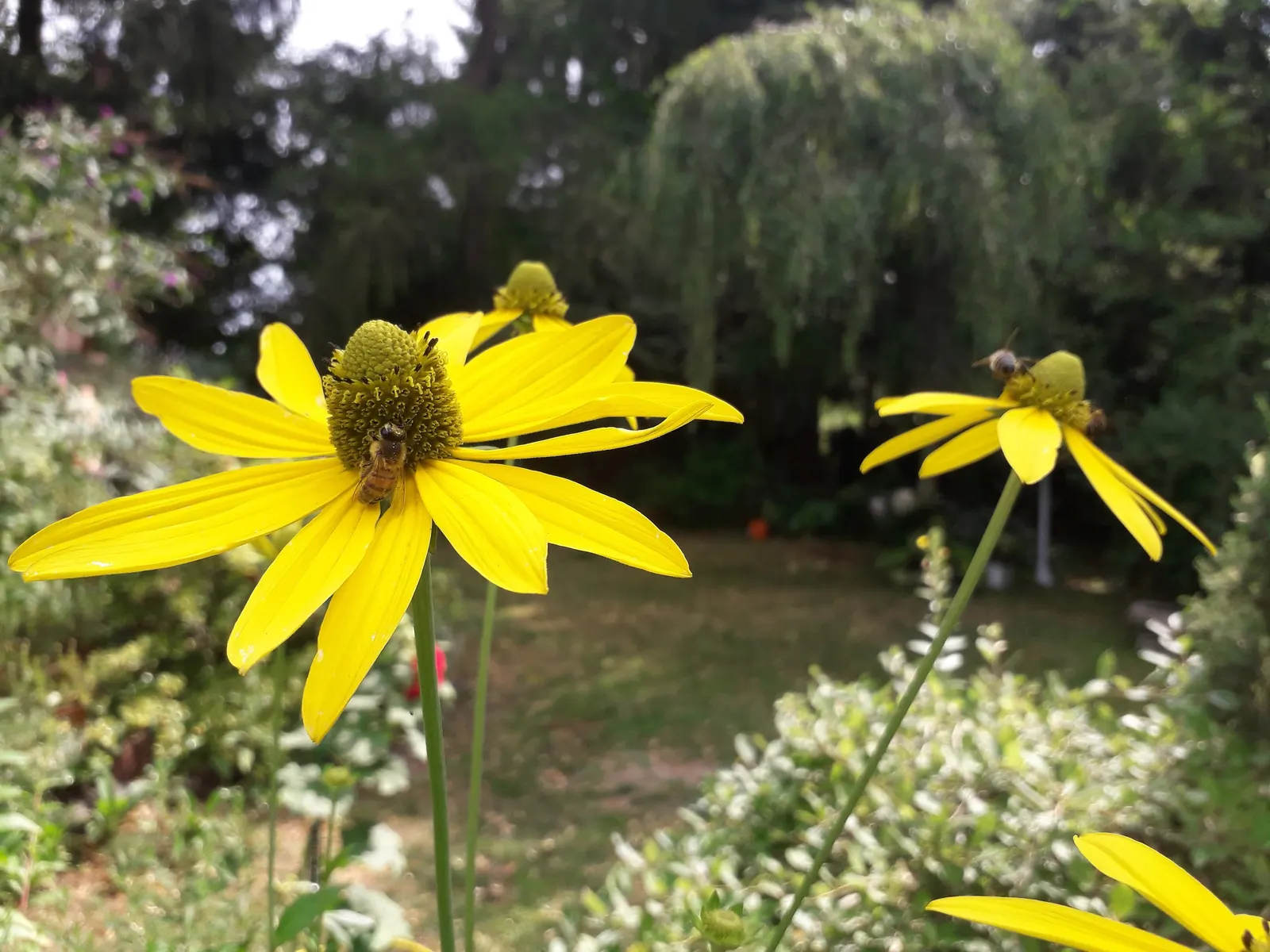 Cutleaf Coneflower (Rudbeckia Laciniata) — this plant blooms from July to September; ideal for pollinator gardens or wildflower borders, image 61