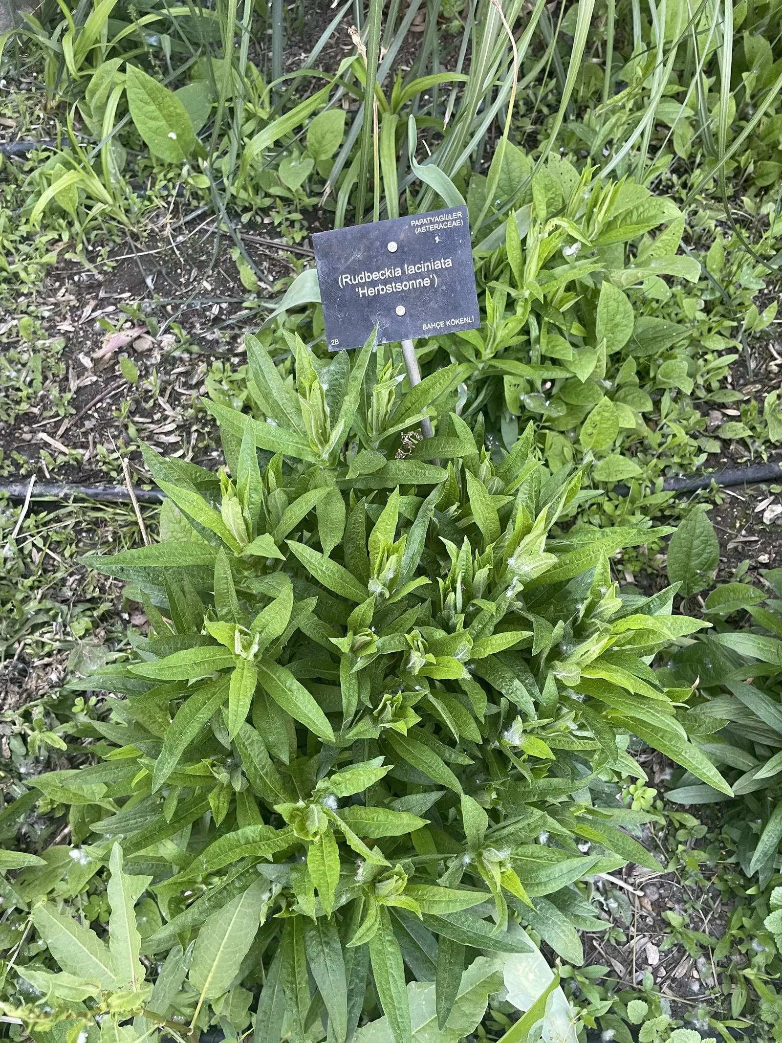 Cutleaf Coneflower (Rudbeckia Laciniata) — Ideal for pollinator gardens or wildflower borders; and pair with other native perennials for a dynamic, image 60