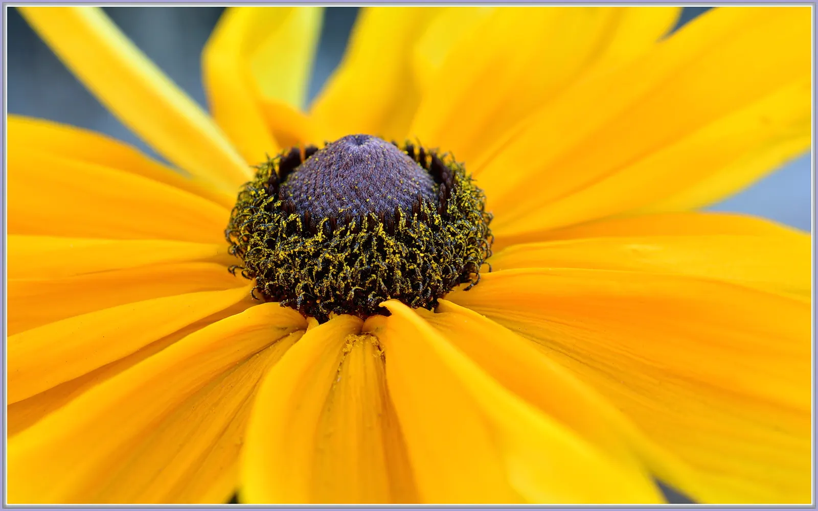Cutleaf Coneflower (Rudbeckia Laciniata) — tolerating poor soil conditions and heat once established; and pair with other native perennials for a dynamic and