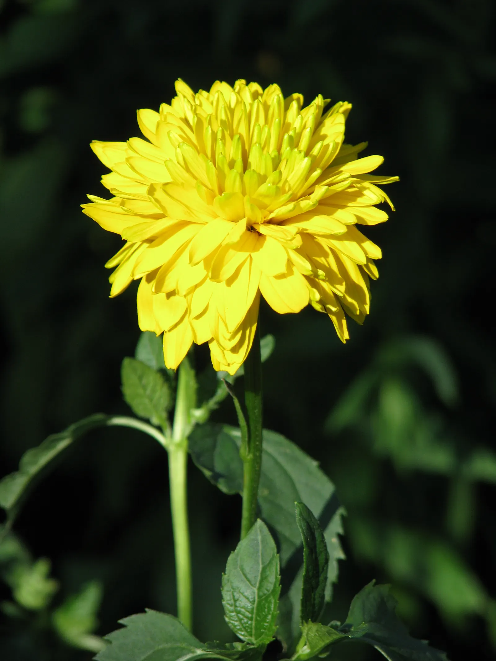 Cutleaf Coneflower (Rudbeckia Laciniata) — it is generally resistant to pests and diseases; ideal for pollinator gardens or wildflower borders