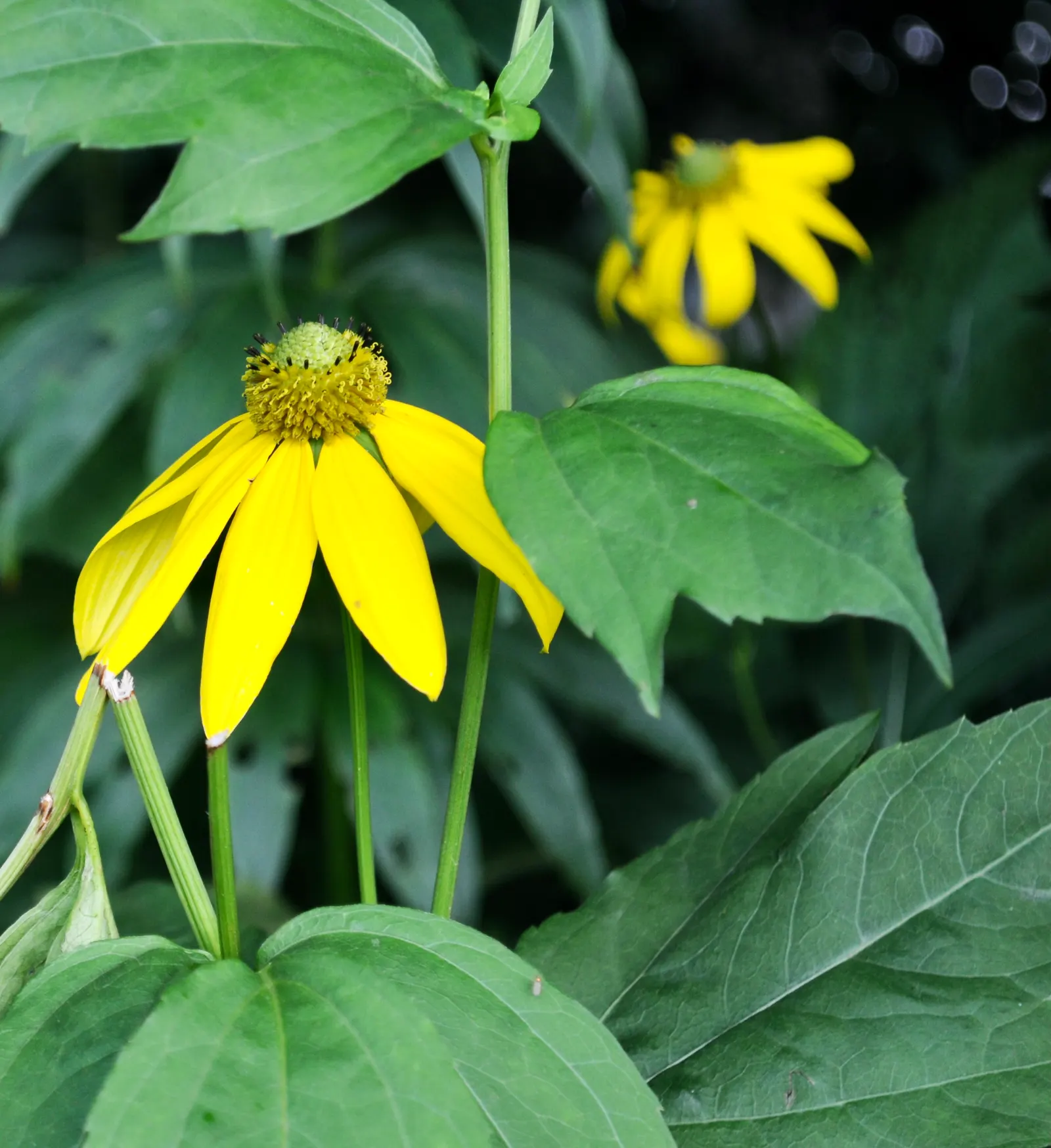 Cutleaf Coneflower (Rudbeckia Laciniata) — When incorporating the Cutleaf Coneflower into a design