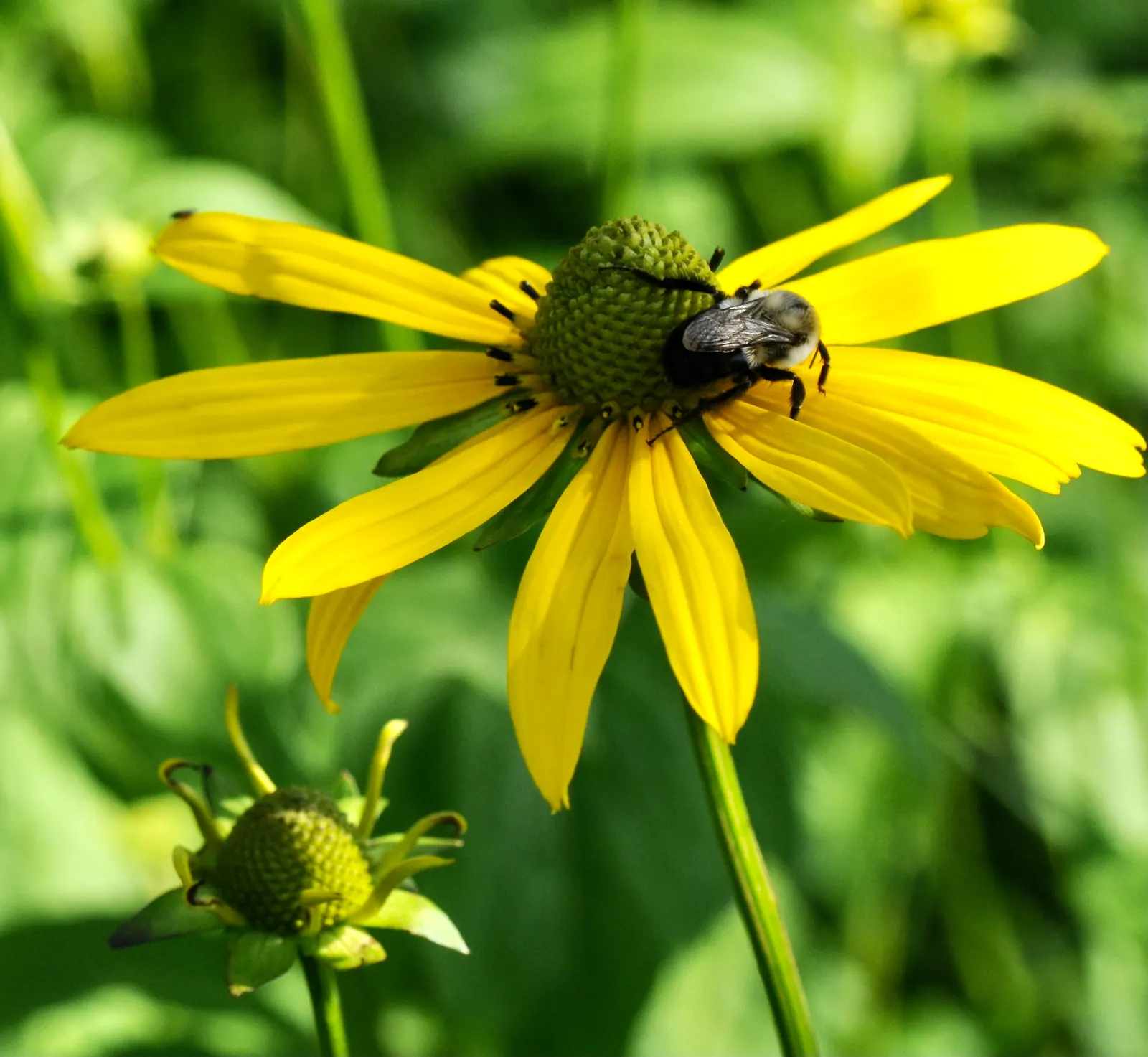 Cutleaf Coneflower (Rudbeckia Laciniata) — This species is hardy in USDA zones 3 through 9 and is notable for its adaptability and low maintenance needs