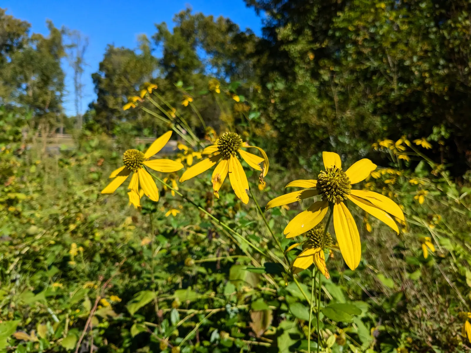 Cutleaf Coneflower (Rudbeckia Laciniata) — offers a bold and striking presence in any landscape design with its verdant foliage and cheerful; and pair with