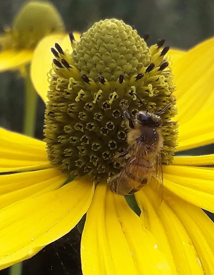 Cutleaf Coneflower (Rudbeckia Laciniata) — including bees and butterflies.<br><br>For optimal growth; ideal for pollinator gardens or wildflower, image 73