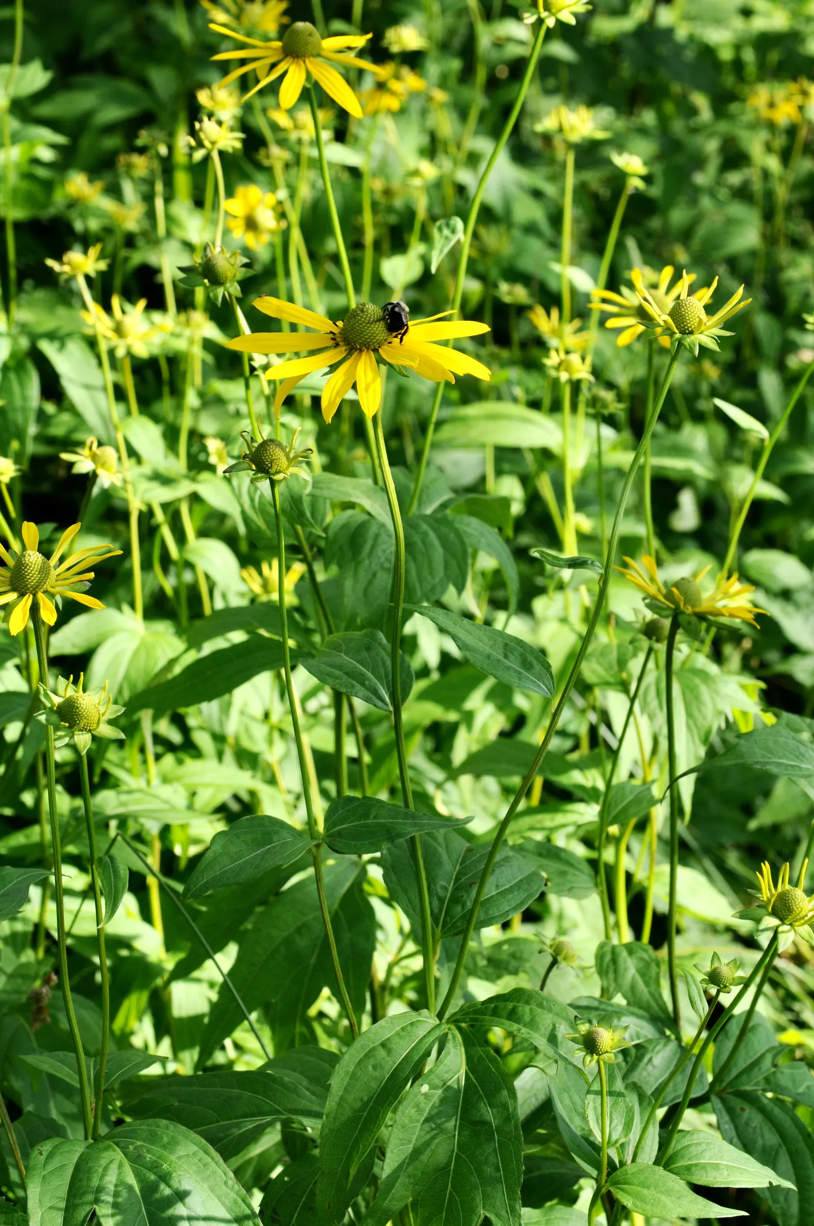 Cutleaf Coneflower (Rudbeckia Laciniata) — greenish-yellow central cone; <br><br>Equipped with distinctive, image 70