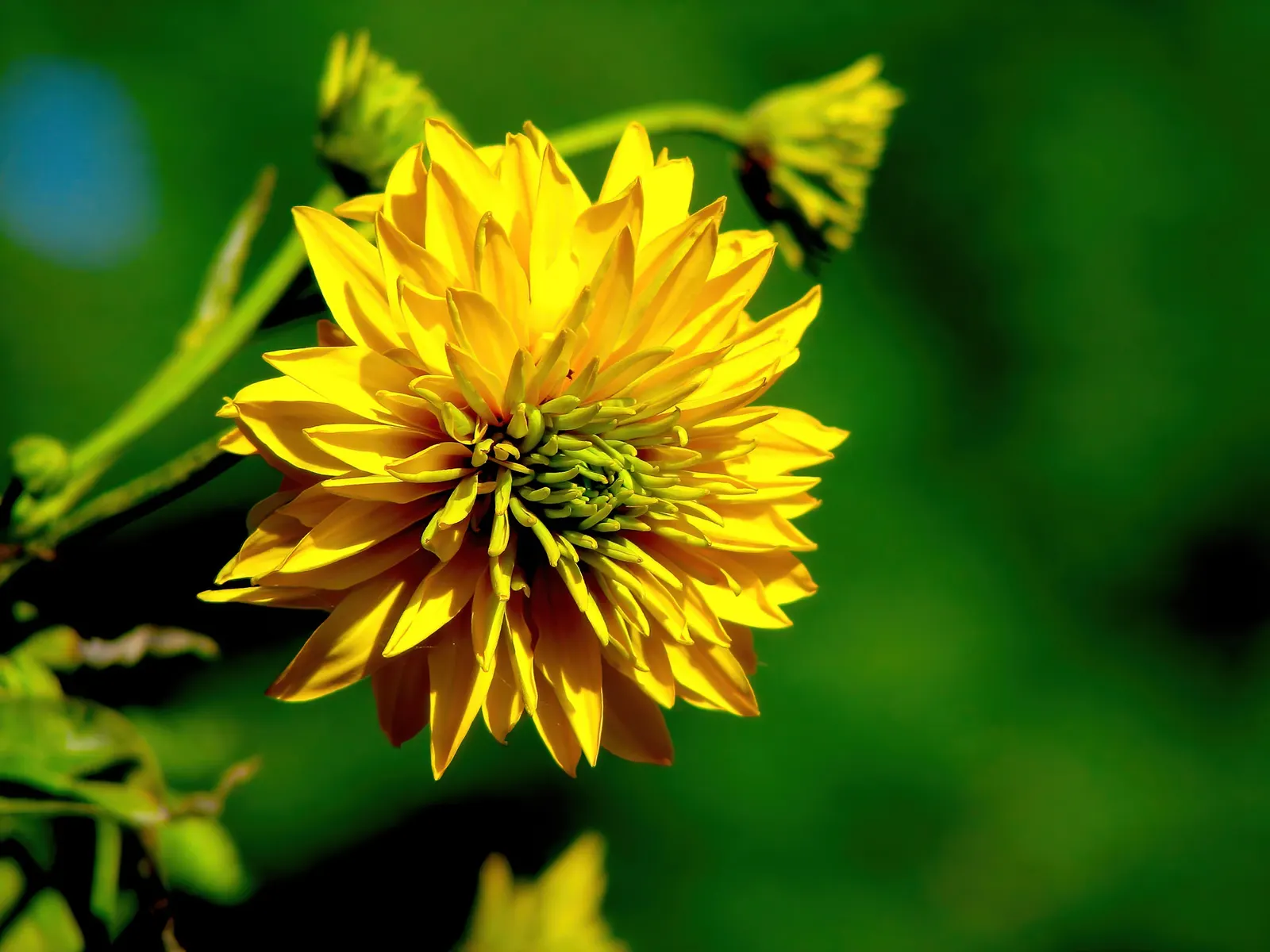 Cutleaf Coneflower (Rudbeckia Laciniata) — Suited for USDA zones 3-9, it thrives in full sun to light shade and moist soil; rudbeckia laciniata, image 59