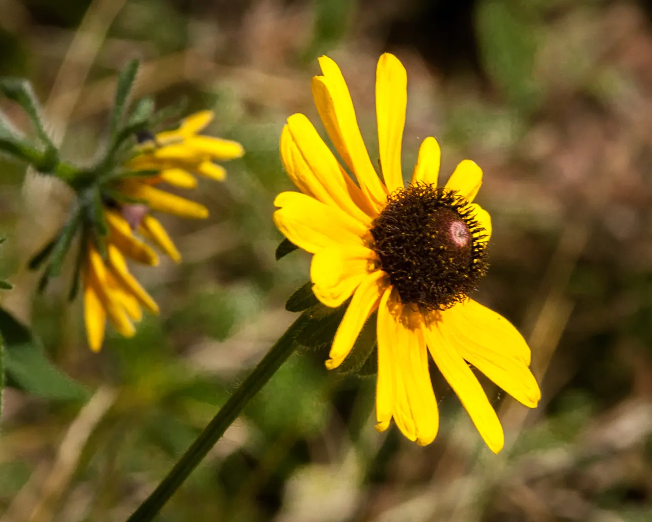 Cutleaf Coneflower (Rudbeckia Laciniata) — Rudbeckia laciniata, or Cutleaf Coneflower, displays striking yellow petals surrounding a prominent, image 29