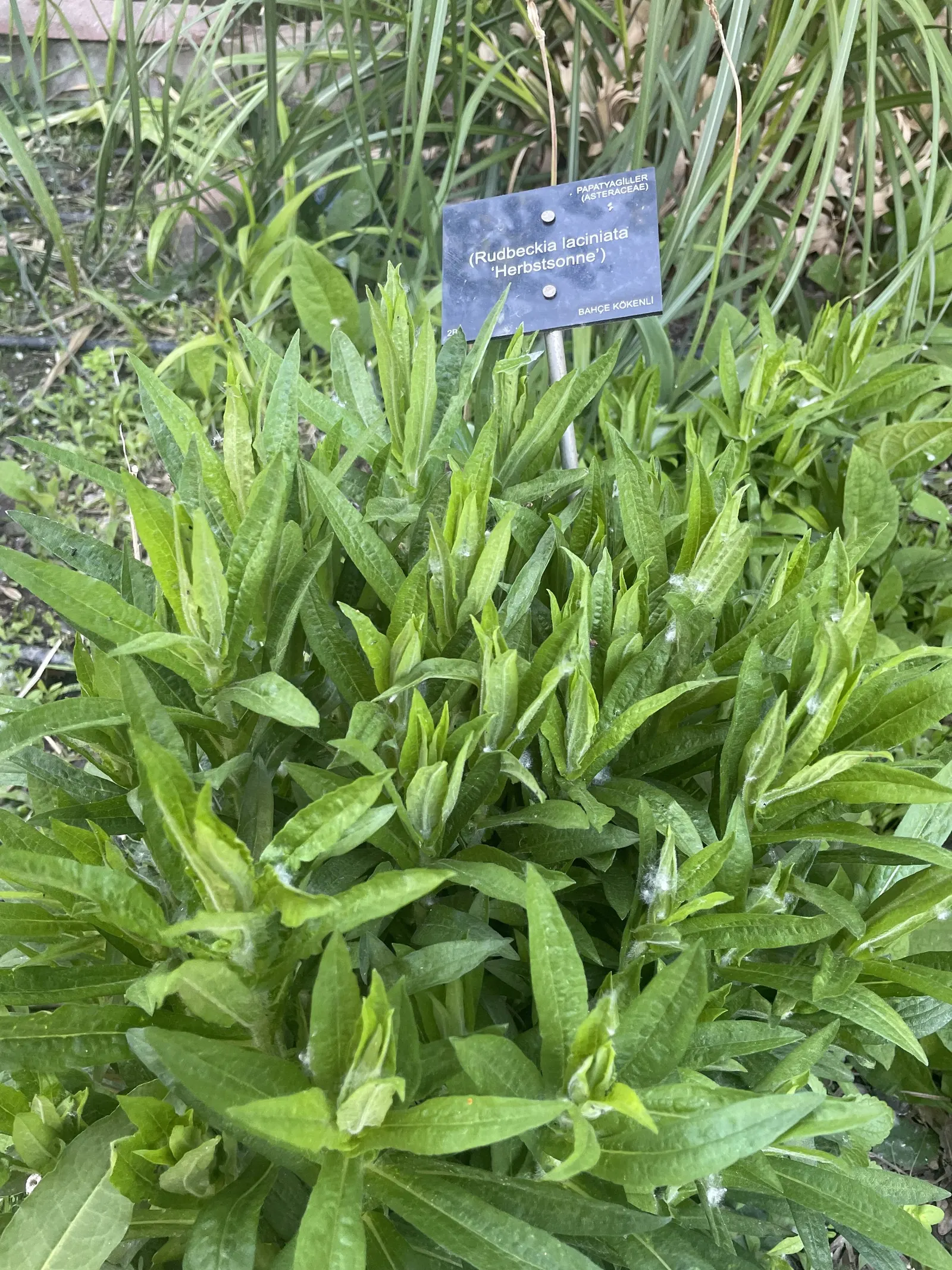 Cutleaf Coneflower (Rudbeckia Laciniata) — it is generally resistant to pests and diseases