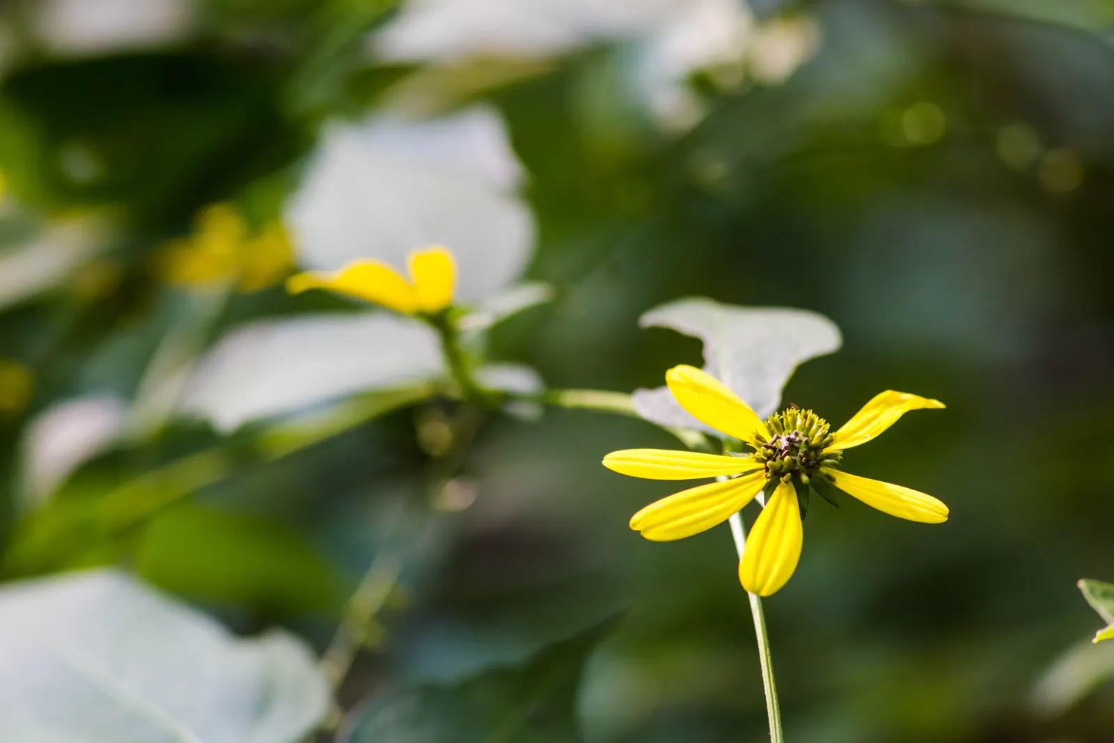 Cutleaf Coneflower (Rudbeckia Laciniata) — Ideal for pollinator gardens or wildflower borders; and pair with other native perennials for a dynamic, image 88