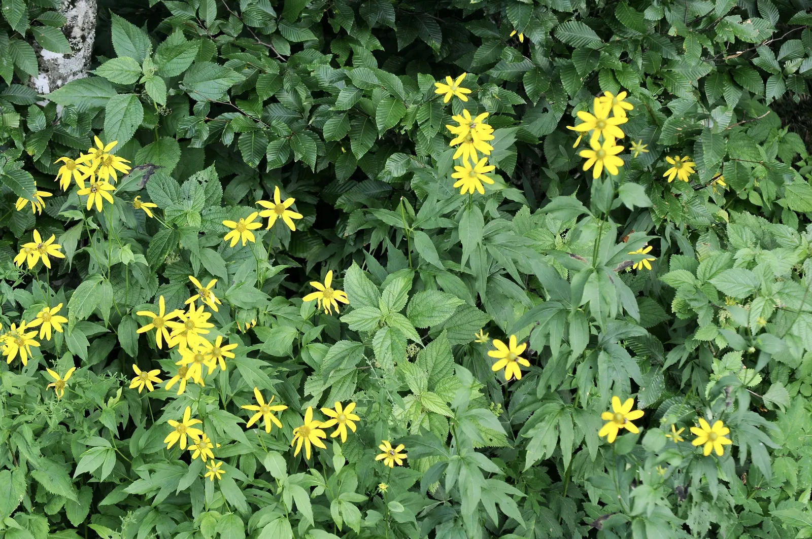 Cutleaf Coneflower (Rudbeckia Laciniata) — and division of the plant every 3-4 years can help maintain its vigor