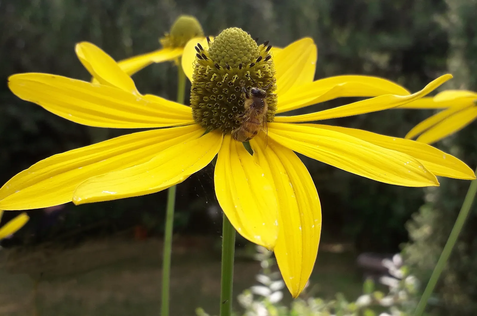 Cutleaf Coneflower (Rudbeckia Laciniata) — and pair with other native perennials for a dynamic and sustainable composition