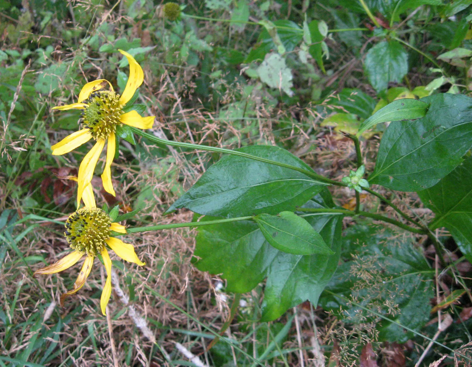 Cutleaf Coneflower (Rudbeckia Laciniata) — providing an excellent backdrop for borders or as a focal point in a naturalistic garden setting; <br><br>Equipped