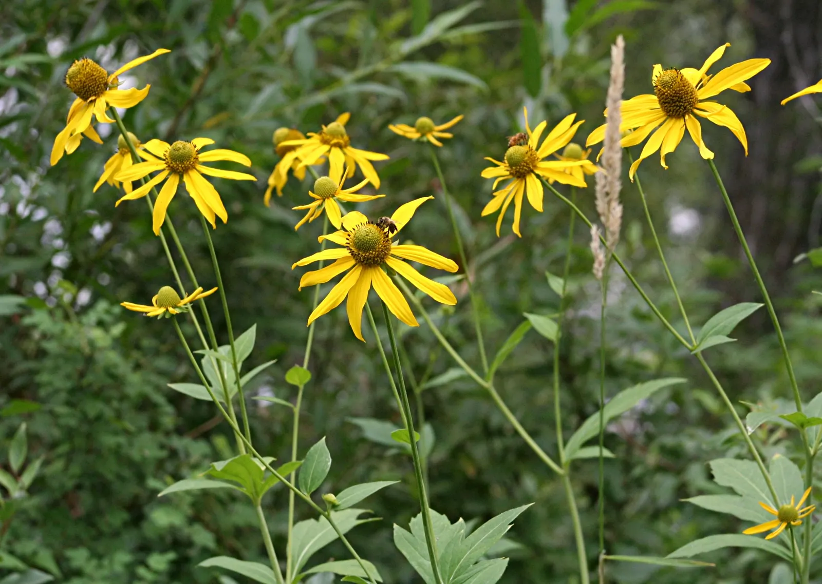 Cutleaf Coneflower (Rudbeckia Laciniata) — yellow flowers in the garden; <br><br>Equipped with distinctive, image 82