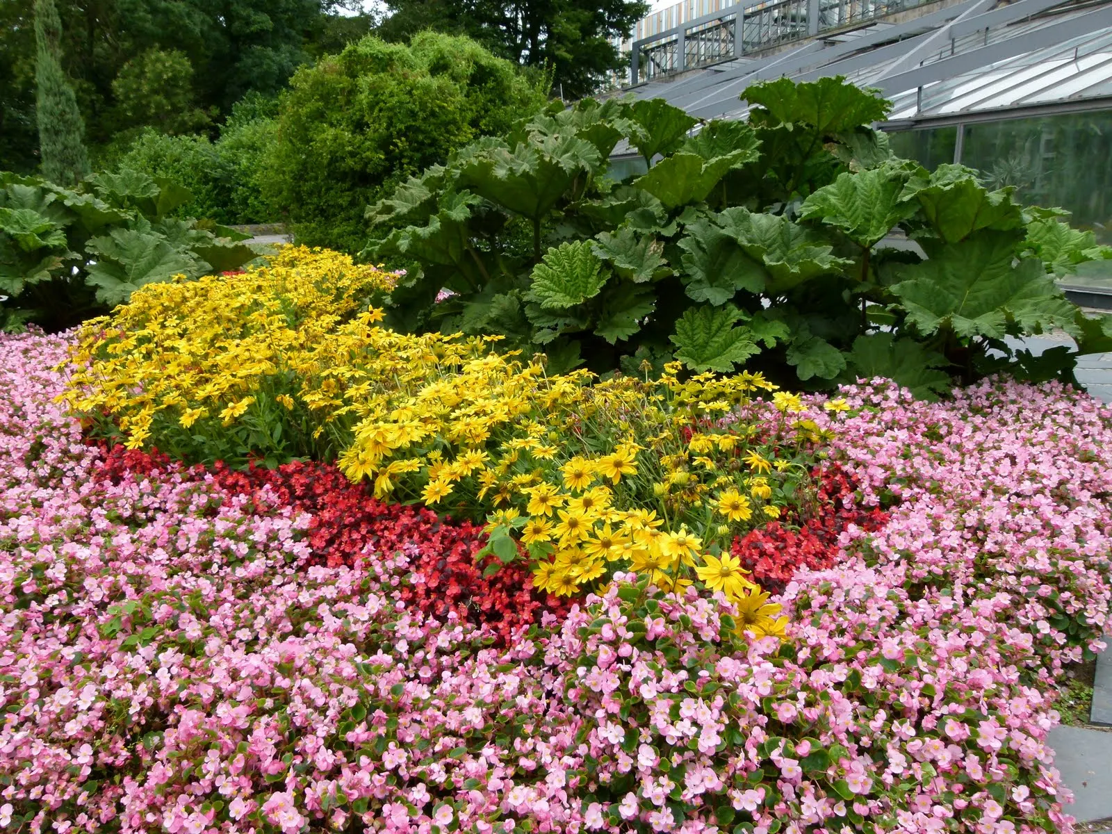 Cutleaf Coneflower (Rudbeckia Laciniata) — it is generally resistant to pests and diseases; ideal for pollinator gardens or wildflower borders, image 77