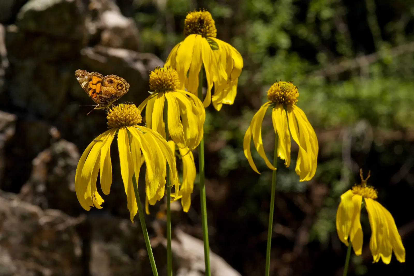 Cutleaf Coneflower (Rudbeckia Laciniata) — These blossoms emerge in mid to late summer