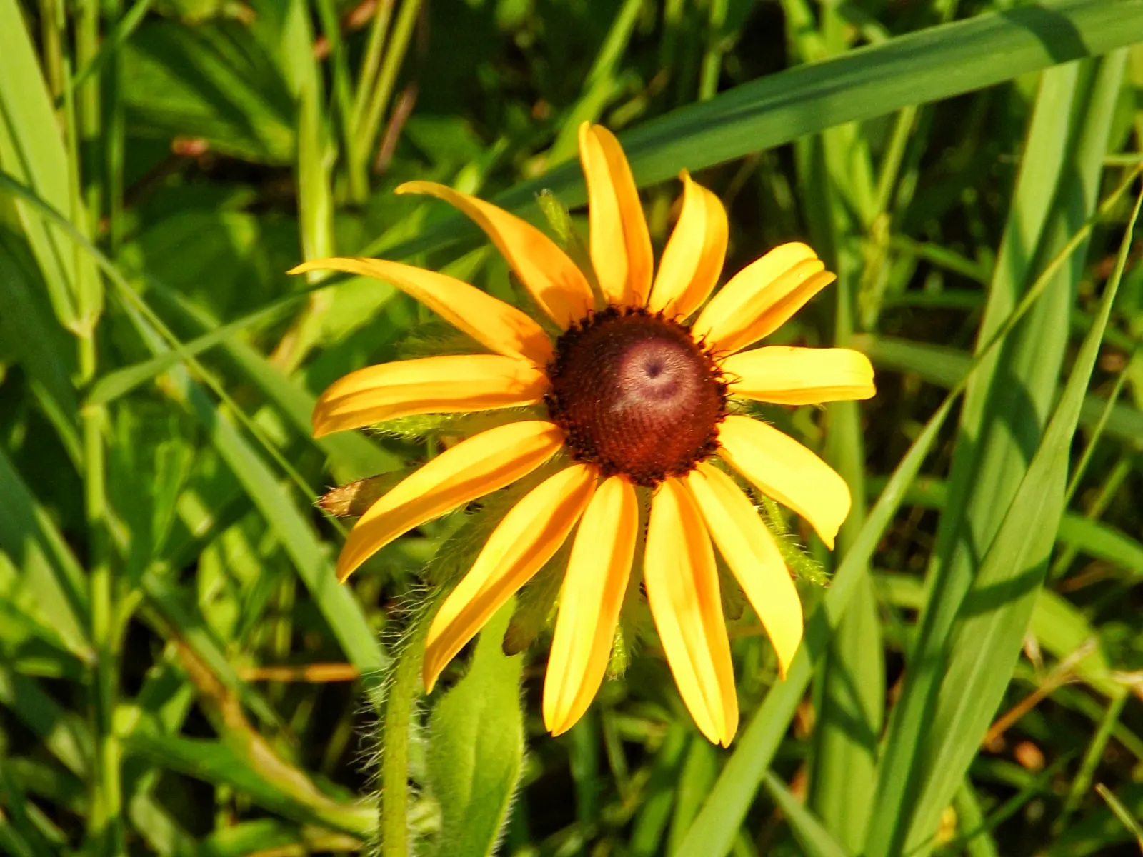 Cutleaf Coneflower (Rudbeckia Laciniata) — <br><br>Equipped with distinctive; rudbeckia laciniata requires full sun to partial shade and thrives in moderately