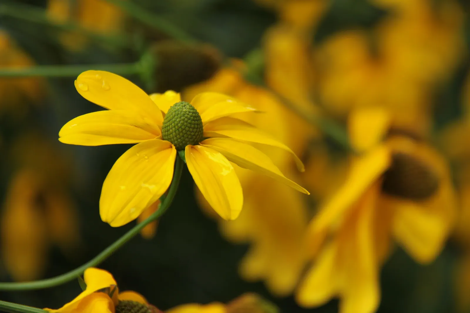Cutleaf Coneflower (Rudbeckia Laciniata) — Regular deadheading promotes continued flowering; rudbeckia laciniata requires full sun to partial shade, image 63