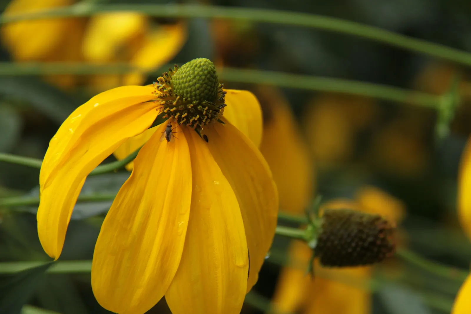 Cutleaf Coneflower (Rudbeckia Laciniata) — extending the visual interest of the garden into early fall and attracting a diverse array of pollinators