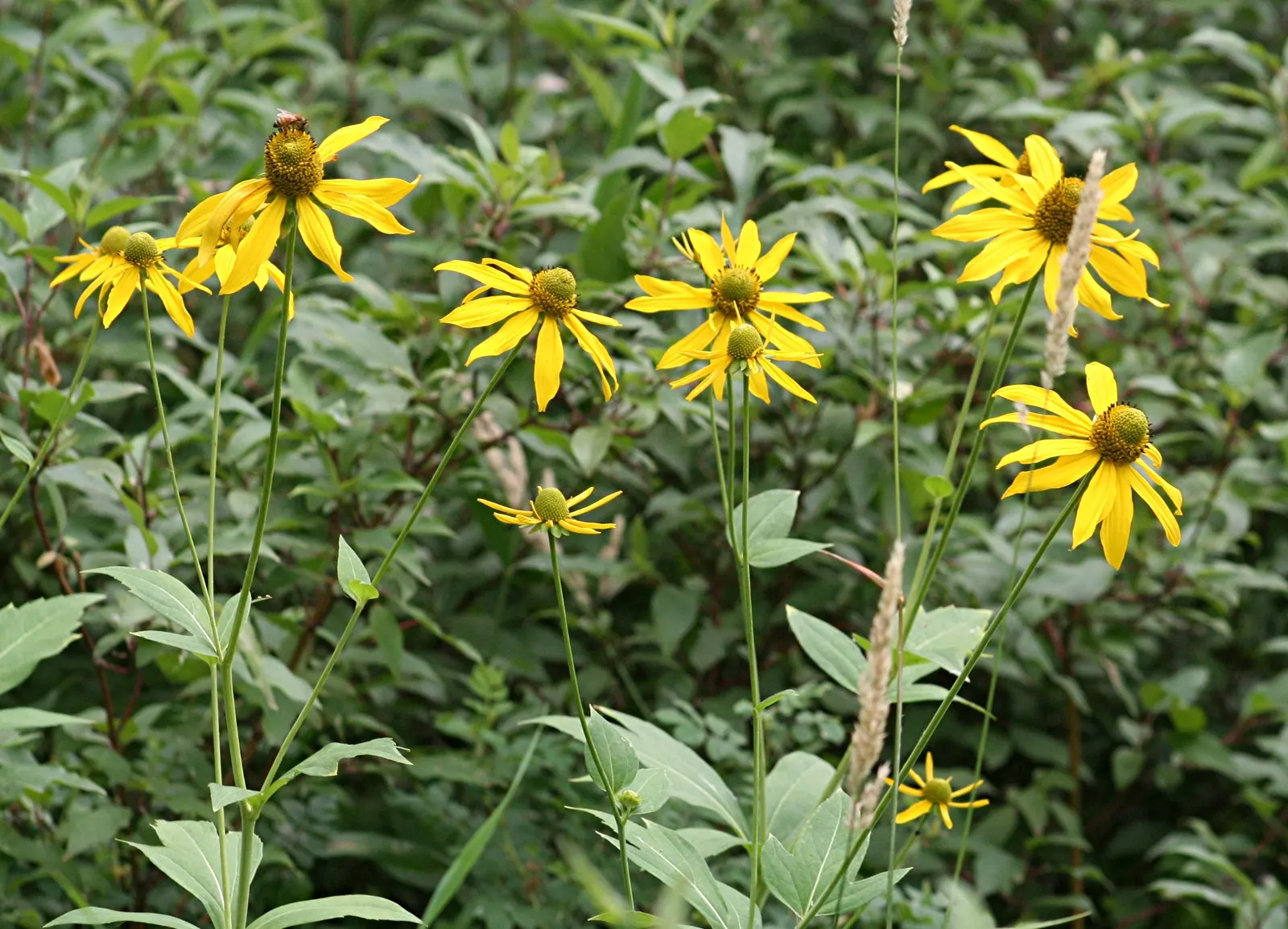 Cutleaf Coneflower (Rudbeckia Laciniata) — including bees and butterflies.<br><br>For optimal growth