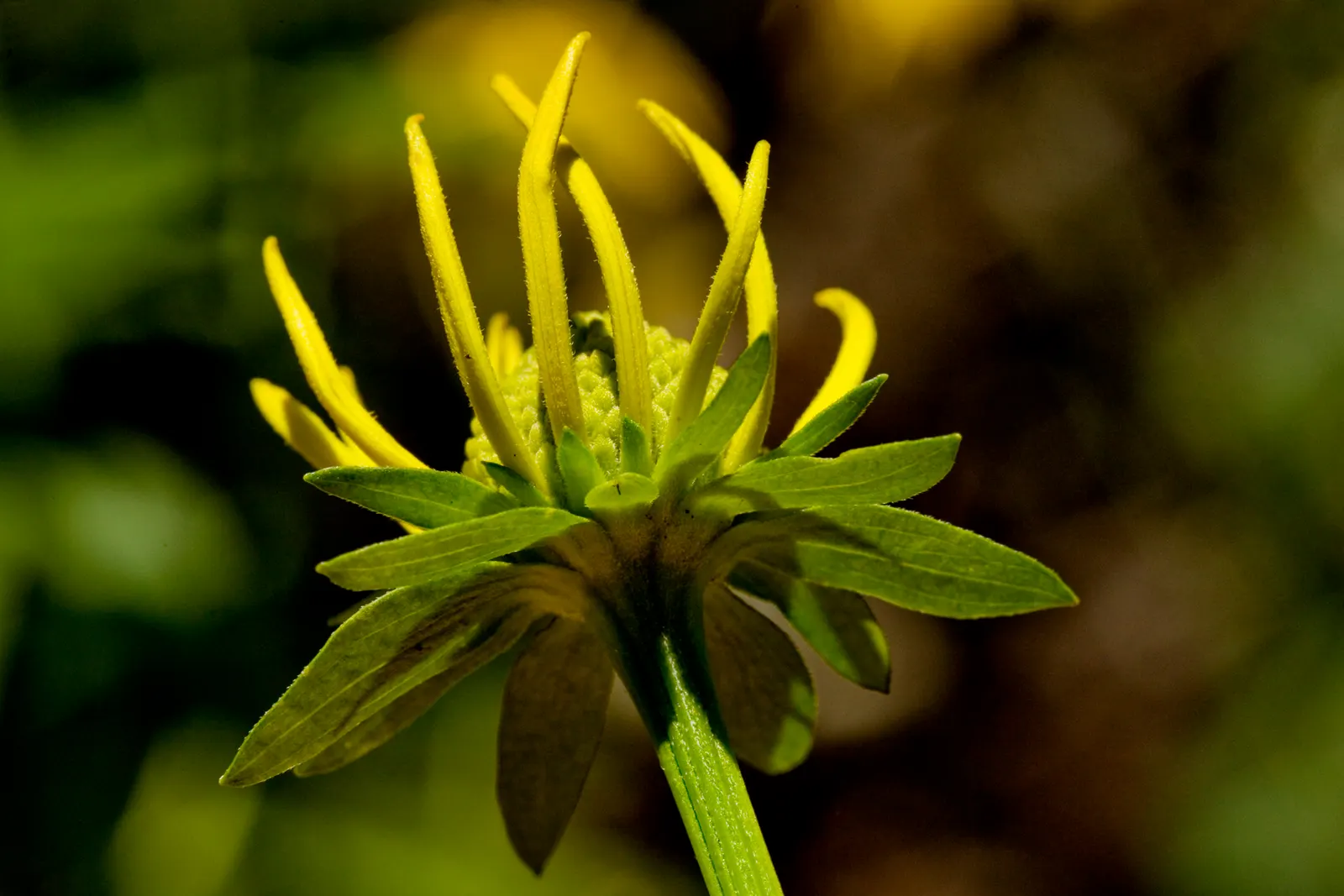 Cutleaf Coneflower (Rudbeckia Laciniata) — This robust perennial reaches an impressive height of 6 to 8 feet and spreads approximately 3 to 4 feet wide; ideal