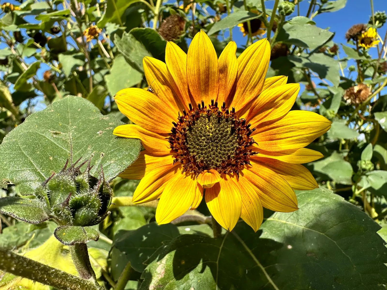 Cutleaf Coneflower (Rudbeckia Laciniata) — Rudbeckia laciniata requires full sun to partial shade and thrives in moderately fertile