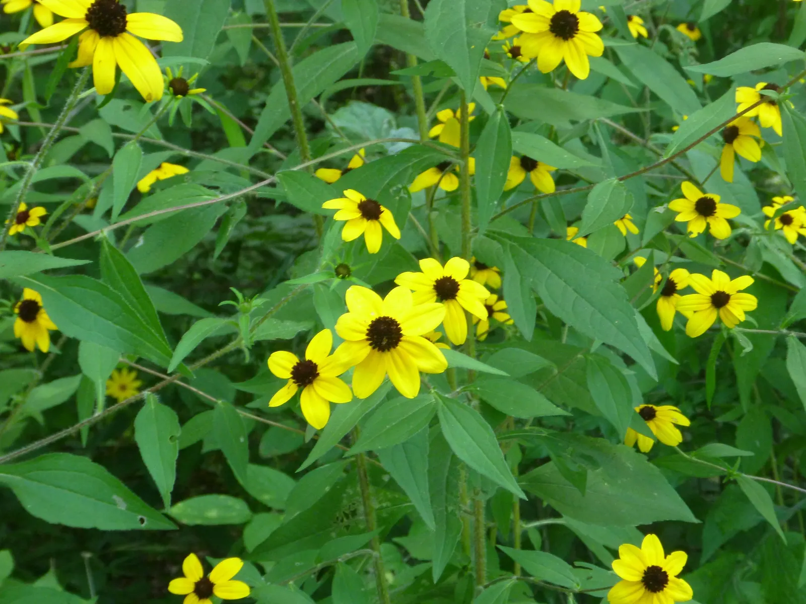 Cutleaf Coneflower (Rudbeckia Laciniata) — Regular deadheading promotes continued flowering; rudbeckia laciniata requires full sun to partial shade, image 91