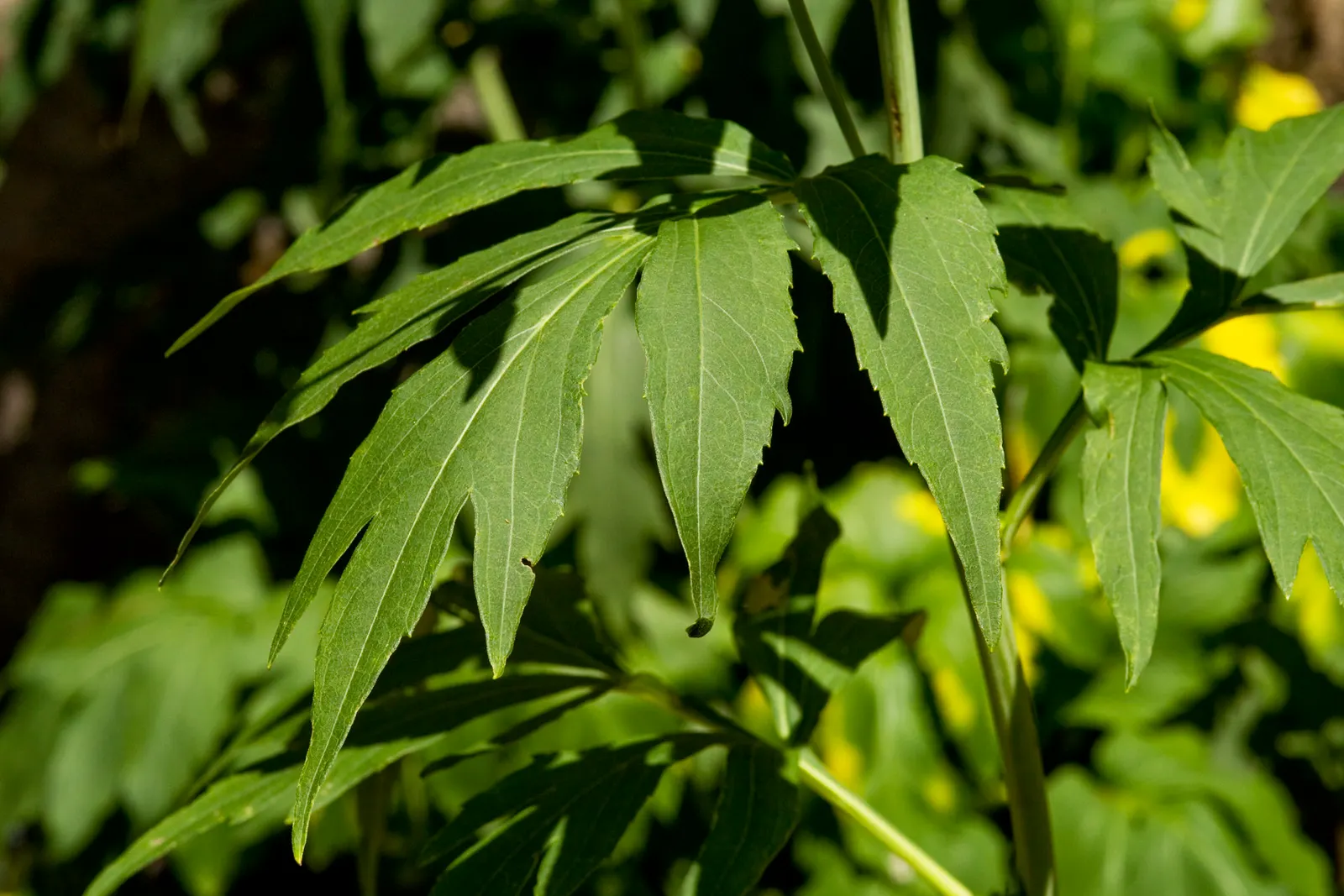 Cutleaf Coneflower (Rudbeckia Laciniata) — greenish-yellow central cone