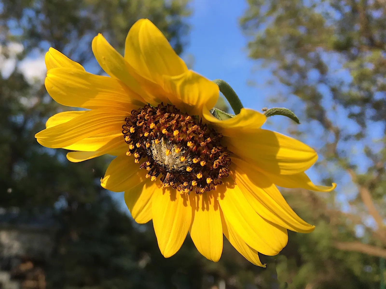 Cutleaf Coneflower (Rudbeckia Laciniata) — When incorporating the Cutleaf Coneflower into a design; rudbeckia laciniata requires full sun to partial shade and