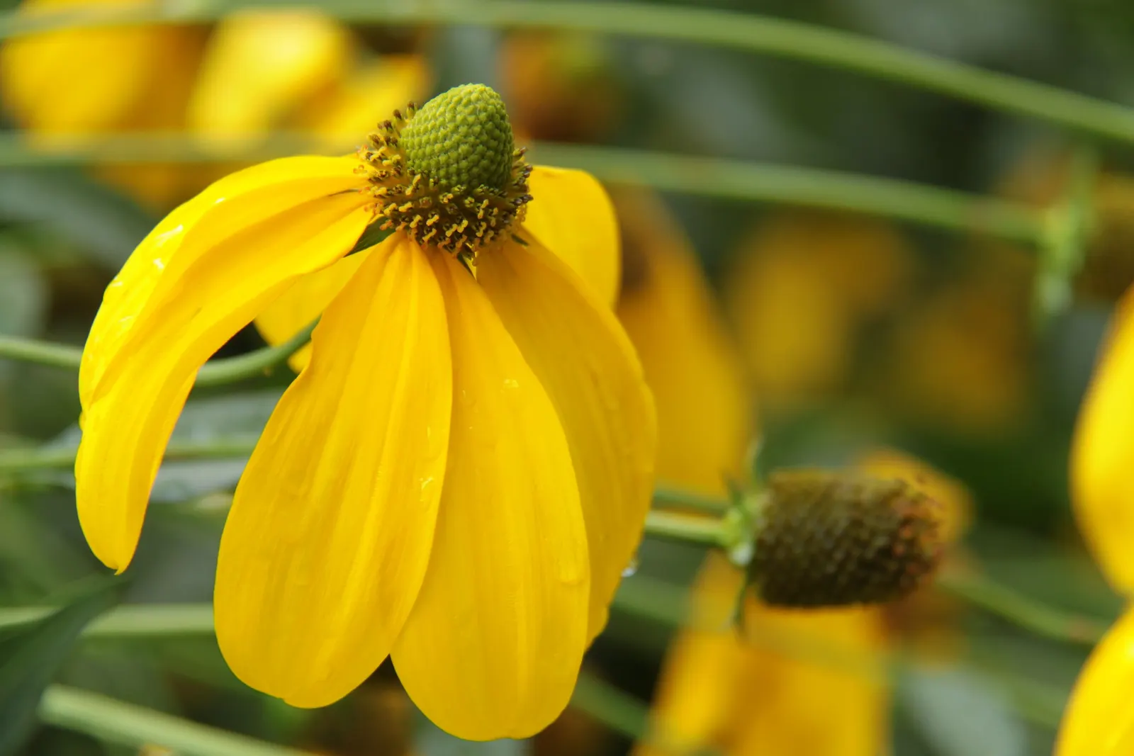 Cutleaf Coneflower (Rudbeckia Laciniata) — These blossoms emerge in mid to late summer; rudbeckia laciniata requires full sun to partial shade and, image 71