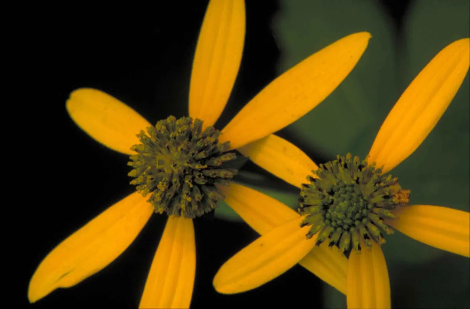 Cutleaf Coneflower (Rudbeckia Laciniata) — extending the visual interest of the garden into early fall and attracting a diverse array of pollinators; and pair