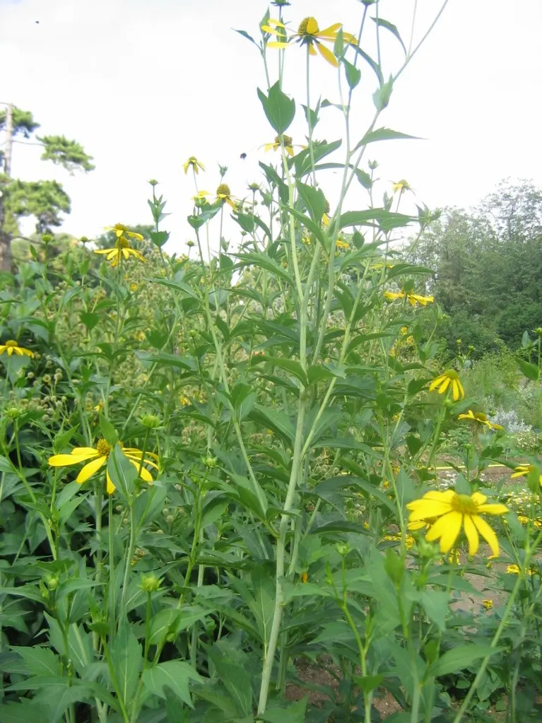 Cutleaf Coneflower (Rudbeckia Laciniata) — offers a bold and striking presence in any landscape design with its verdant foliage and cheerful; and, image 92