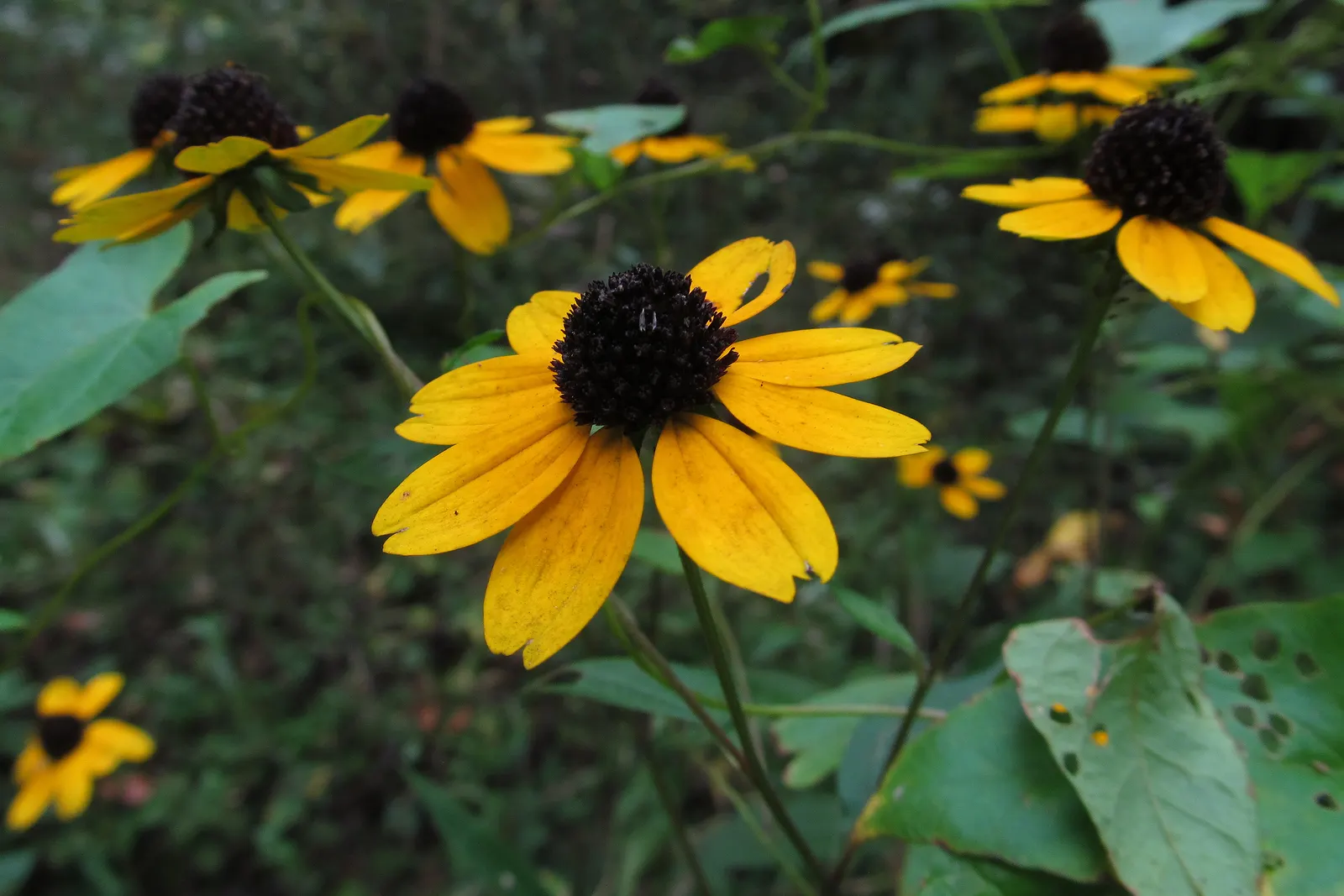 Cutleaf Coneflower (Rudbeckia Laciniata) — consider its height and spread; and pair with other native perennials for a dynamic and sustainable, image 80