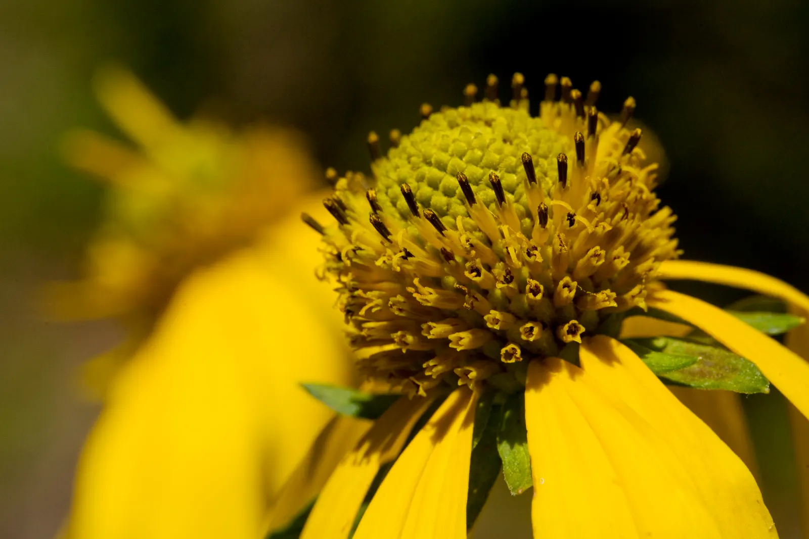 Cutleaf Coneflower (Rudbeckia Laciniata) — daisy-like flowers up to 3-4 inches across with drooping petals circling a prominent