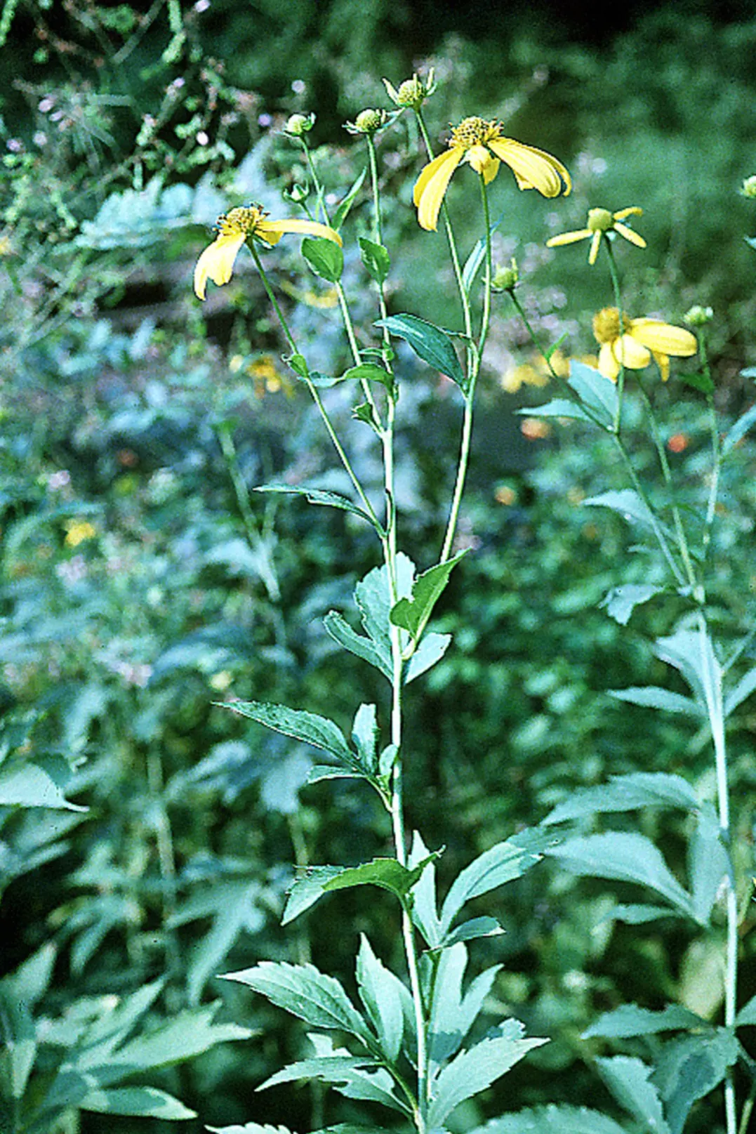 Cutleaf Coneflower (Rudbeckia Laciniata) — perennial for full; and pair with other native perennials for a dynamic and sustainable composition