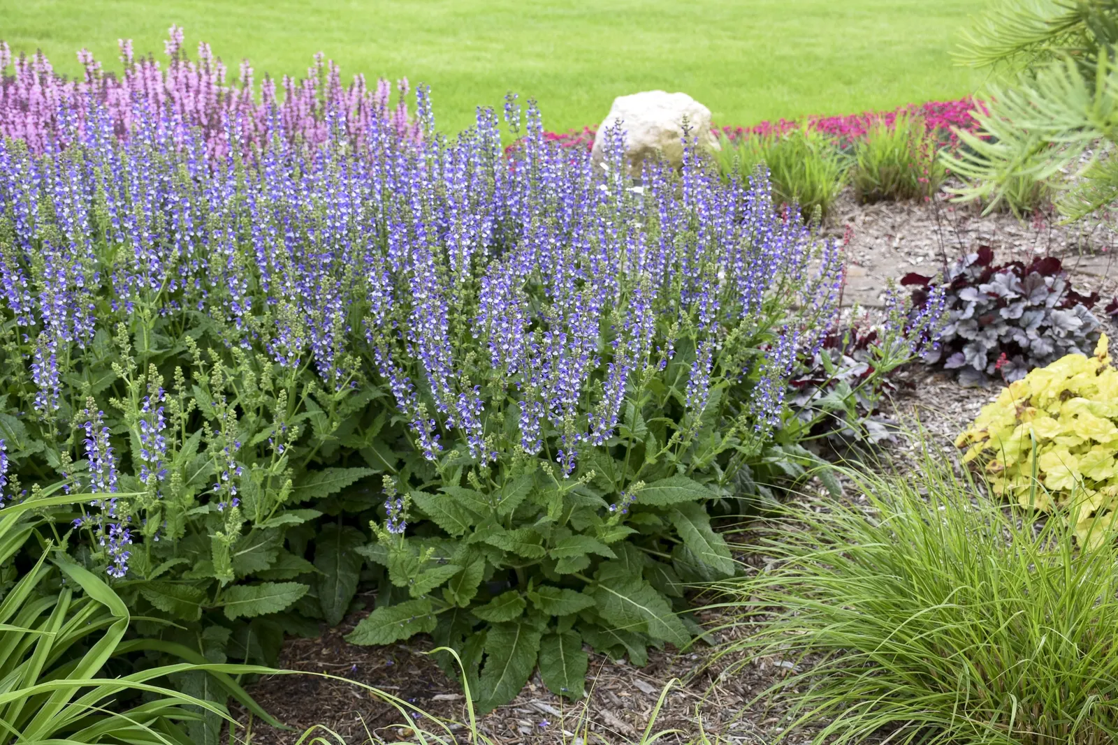 'Azure Snow' Perennial Salvia (Salvia hybrid) — This colorful perennial produces deep violet blue and white bicolor flower spikes atop the neatly mounded