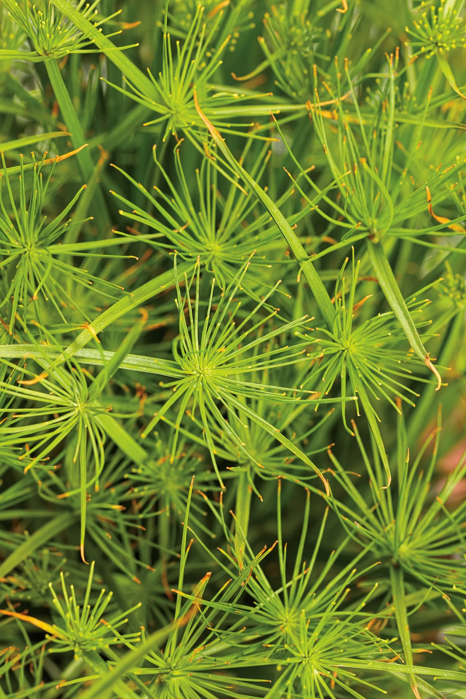 Queen Tut™ Dwarf Papyrus (Cyperus prolifer) — Once this small ornamental grass -like plant turns brown