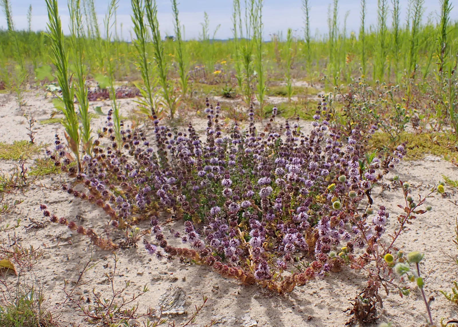 Pennyroyal (Mentha Pulegium) — scientifically designated as Mentha pulegium; like many in the mint family, image 81
