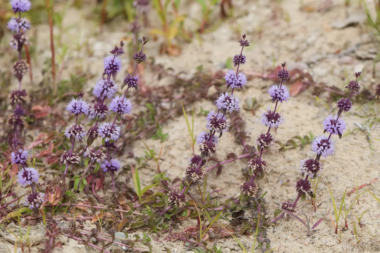 Pennyroyal (Mentha Pulegium) — Pennyroyal (Mentha pulegium) is a creeping perennial herb in the mint family; it requires caution as it is toxic when ingested