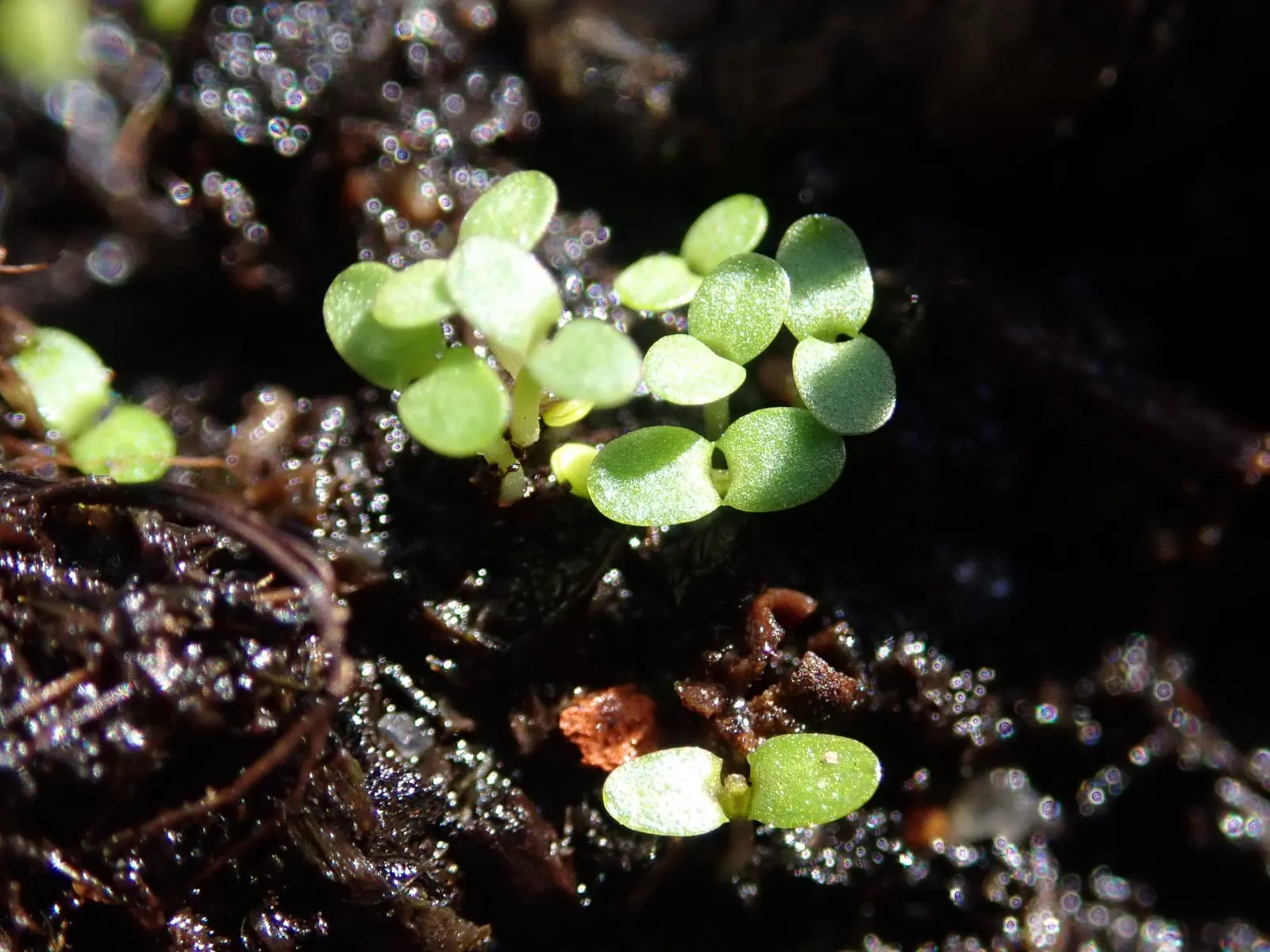 Pennyroyal (Mentha Pulegium) — while sometimes used in traditional remedies