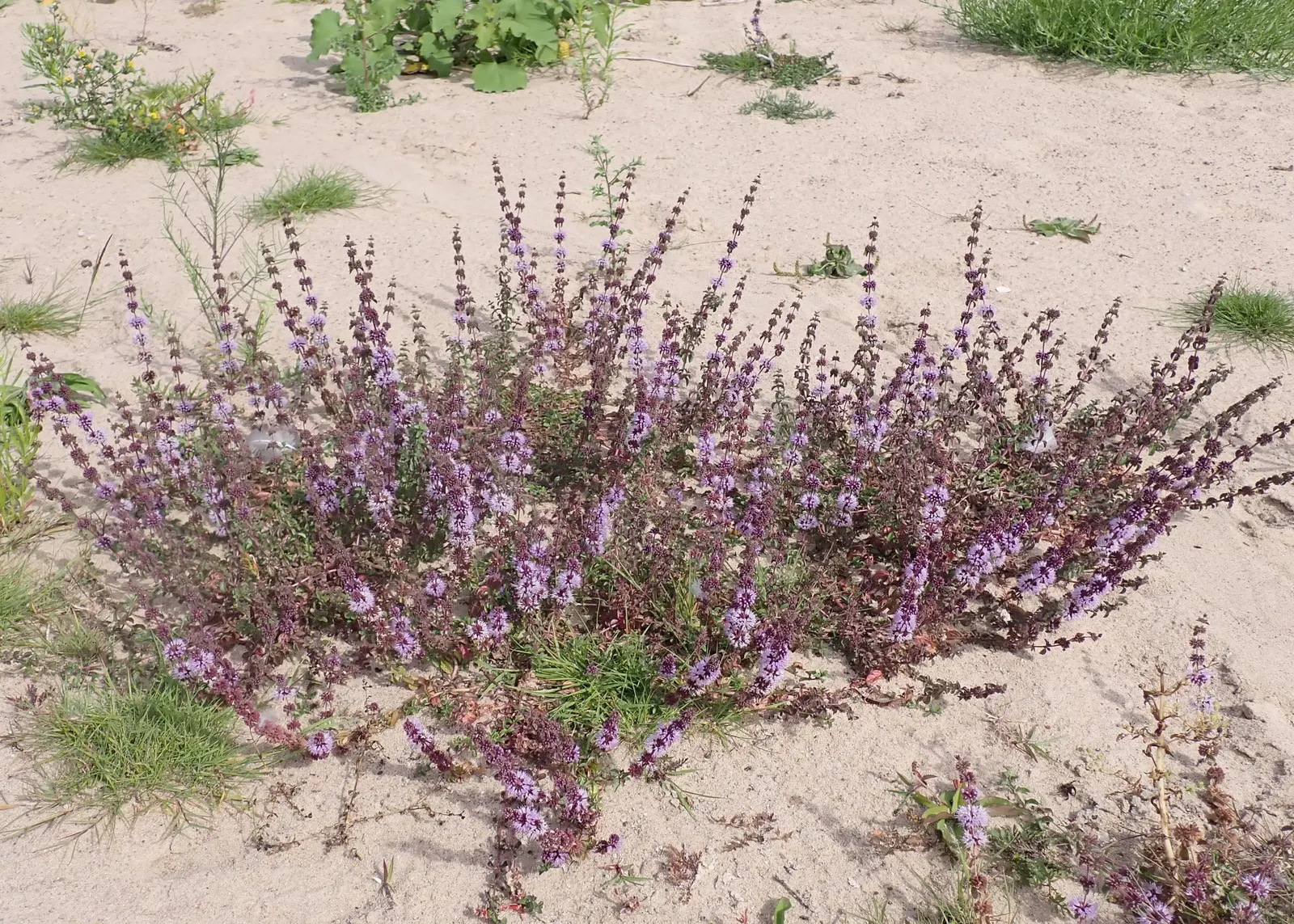 Pennyroyal (Mentha Pulegium) — Pennyroyal (Mentha pulegium) is a creeping perennial herb in the mint family; it requires caution as it is toxic, image 76