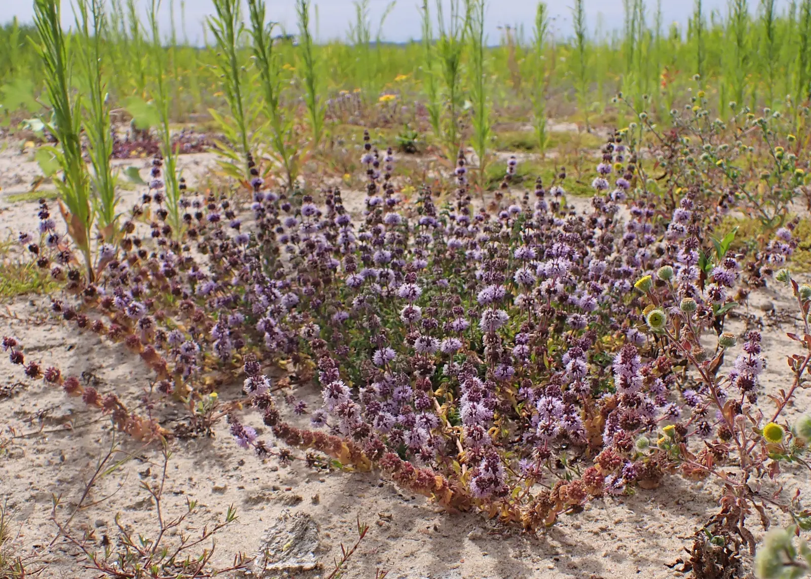 Pennyroyal (Mentha Pulegium) — offering both aesthetic appeal and functional benefits such as natural pest repellence due to its strong scent