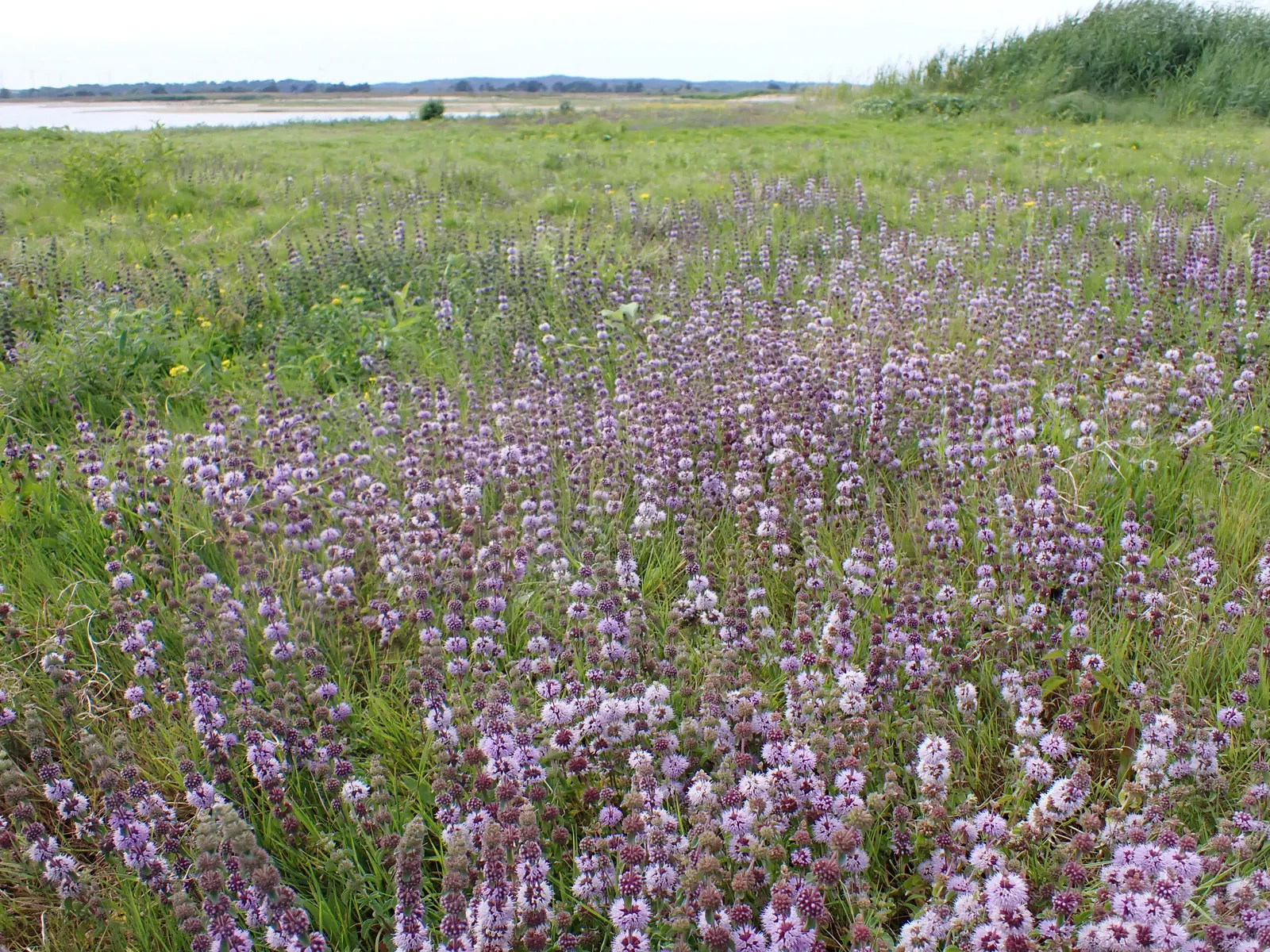 Pennyroyal (Mentha Pulegium) — blue flowers in the garden