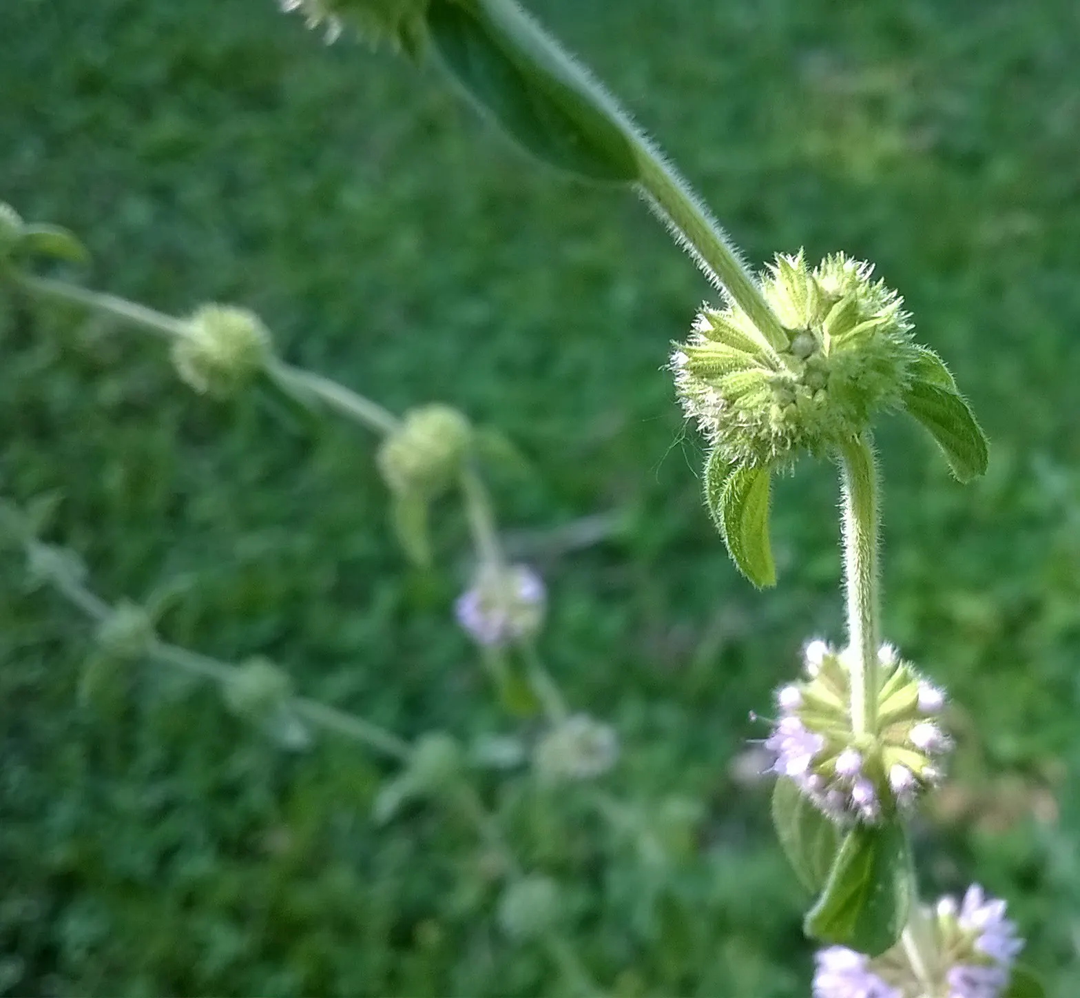 Pennyroyal (Mentha Pulegium) — scientifically designated as Mentha pulegium; like many in the mint family, image 56