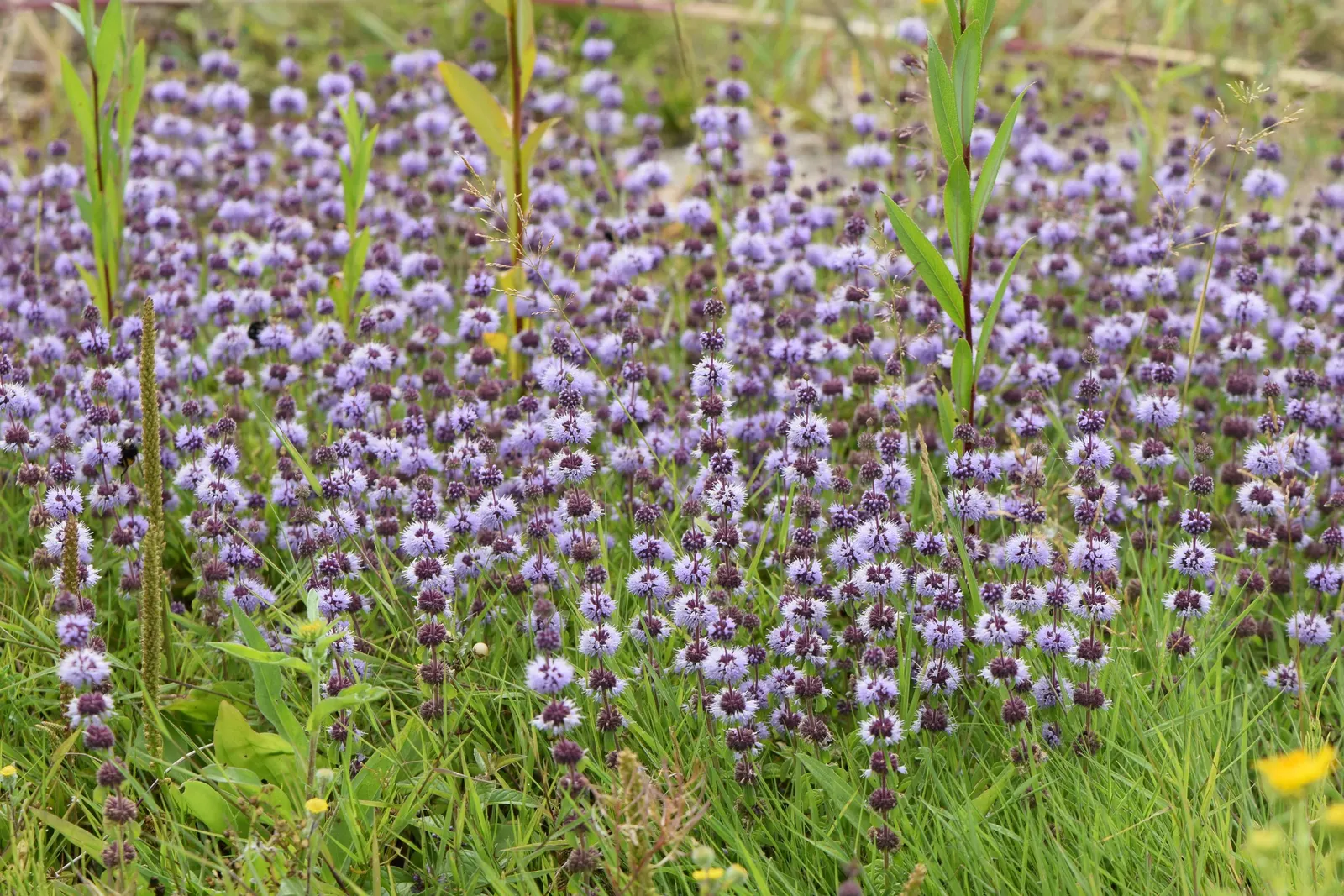 Pennyroyal (Mentha Pulegium) — It requires caution as it is toxic when ingested in large quantities; herb for full, image 79