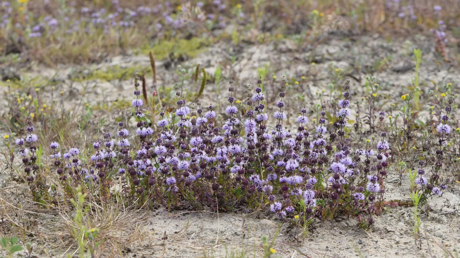 Pennyroyal (Mentha Pulegium) — It has a pronounced minty fragrance, standing 6-12 inches tall with small, oval leaves and lilac flowers; pennyroyal, image 77