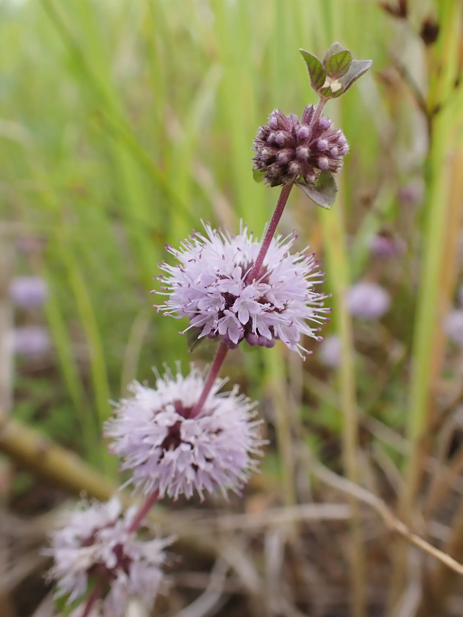 Pennyroyal (Mentha Pulegium) — low-maintenance addition to your landscape design; is potent and can be toxic if ingested or applied topically in concentrated