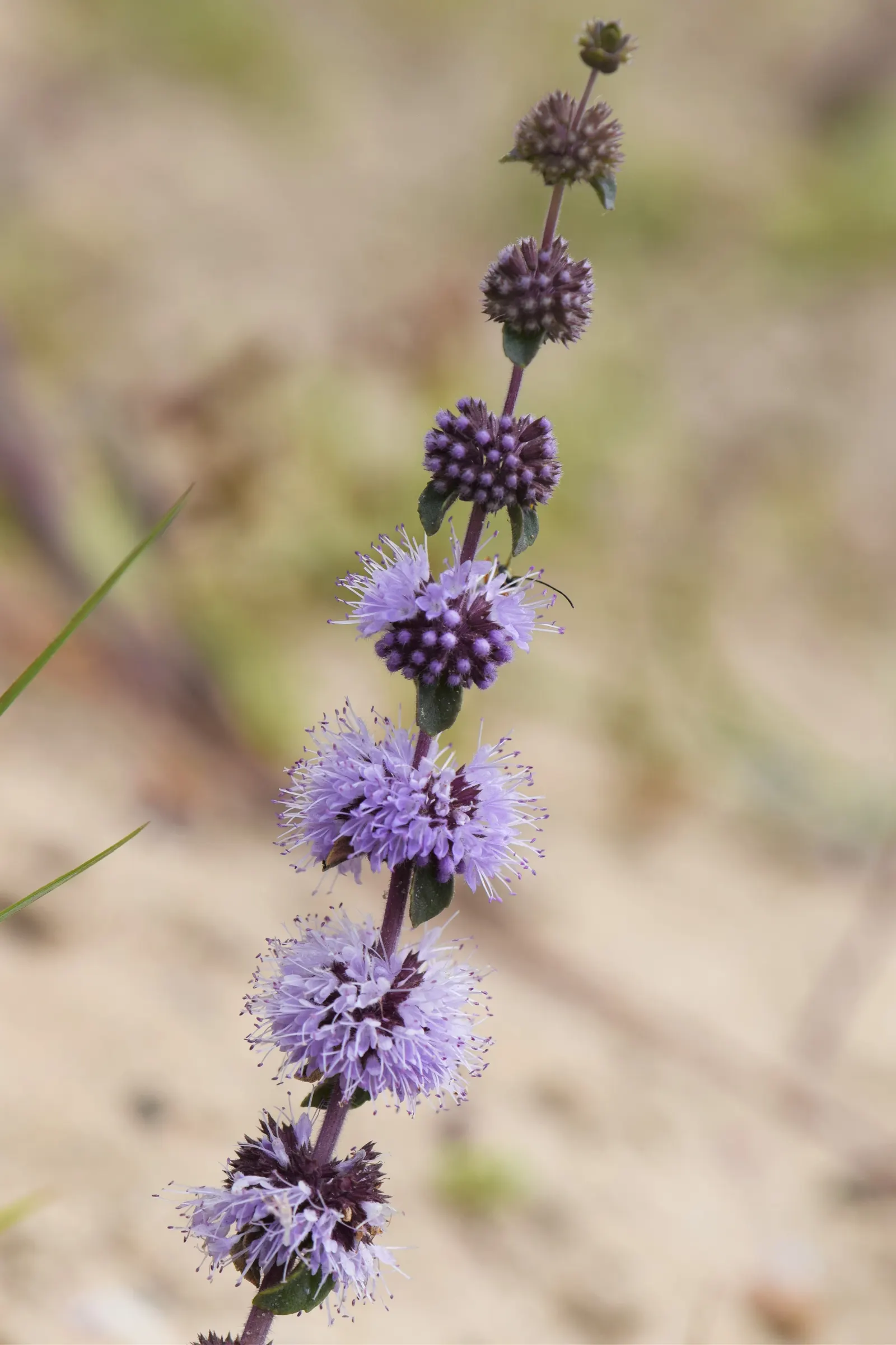 Pennyroyal (Mentha Pulegium) — it reaches a modest height of 10 to 12 inches and spreads out to an approximate span of 18 to 24 inches wide; making, image 59