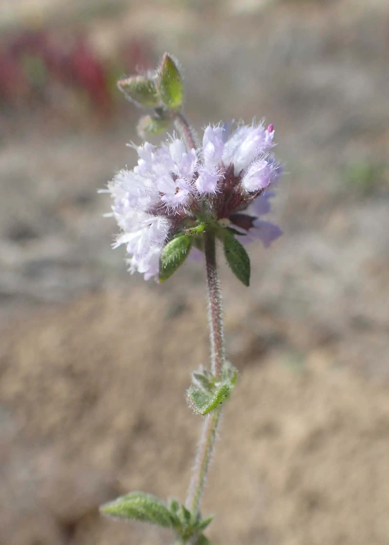 Pennyroyal (Mentha Pulegium) — herb for full; offering both aesthetic appeal and functional benefits such as natural pest repellence due to its strong scent