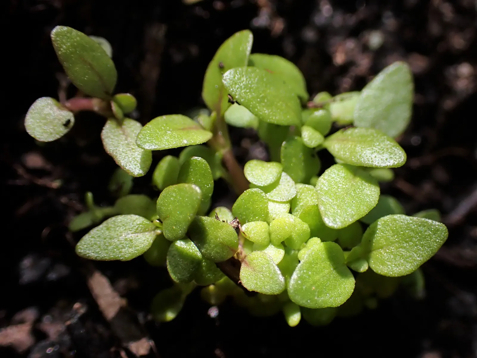 Pennyroyal (Mentha Pulegium) — aromatic herb hailing from the mint family; low-maintenance addition to your landscape design, image 82